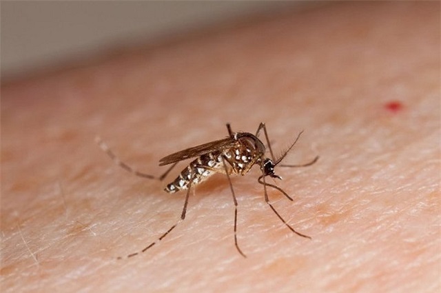 Hàng năm, bệnh sốt xuất huyết  xảy ra khá phổ biến tại một số địa phương