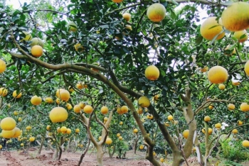 6 loại cây ăn quả được trồng phổ biến, mang lại giá trị kinh tế cao